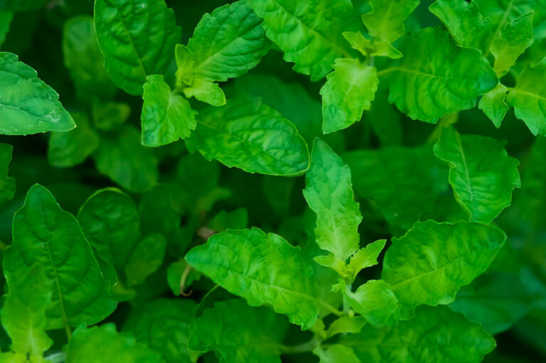 5 herbs and spices that may aid in preventing cancer