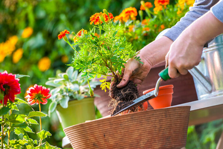 6 common gardening mistakes to avoid for a lush garden